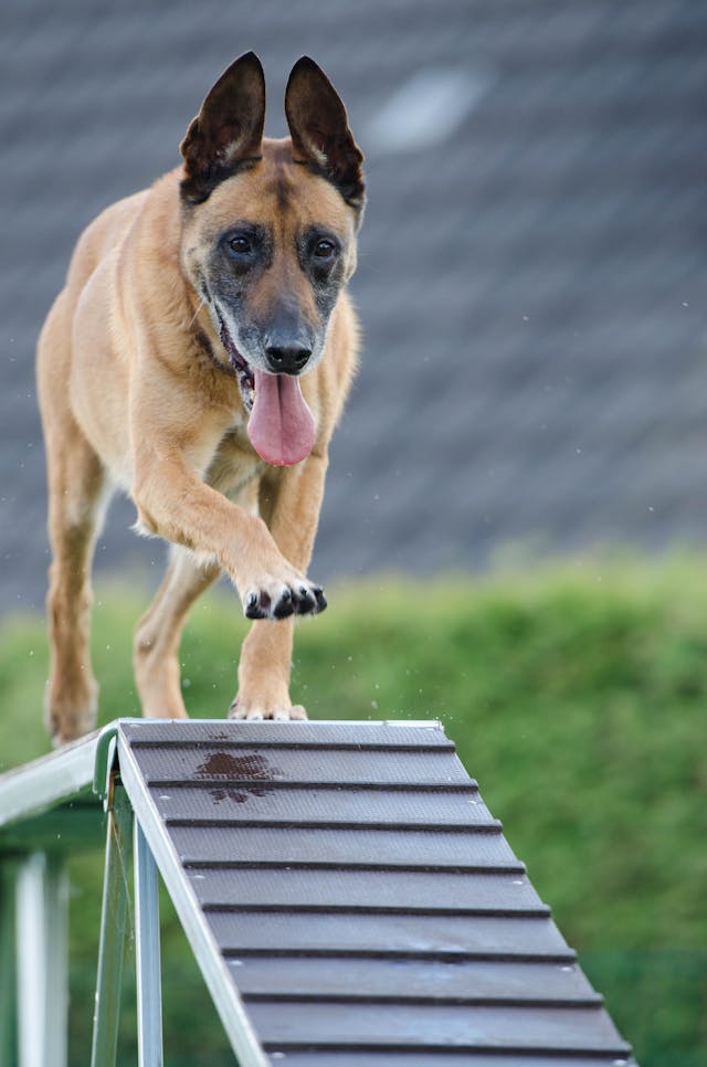 k9-260440